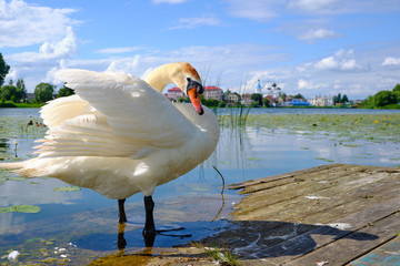 Beautiful big swan on the pond of the small town of Pastavy in Belarus against the backdrop of an ancient Orthodox church - obrazy, fototapety, plakaty