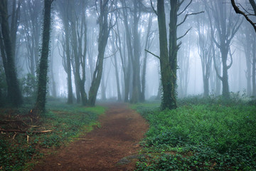 Forest covered with mist. Magic wood