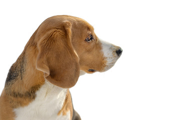 Beagle dog portrait on white