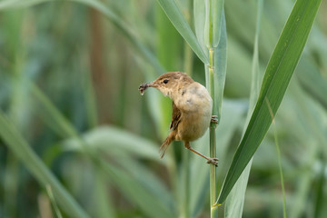 eurasian reed warbler with prey