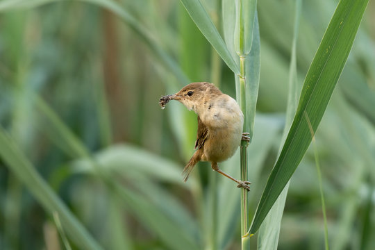 Eurasian Reed Warbler With Prey