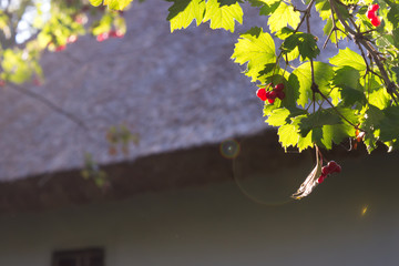 Guelder rose bunch in the garden at country house background