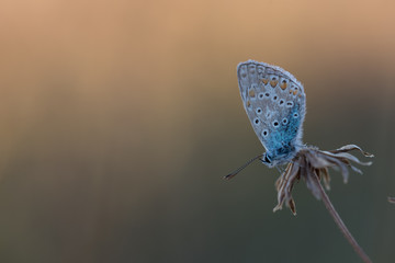 common blue butterfly in the evening