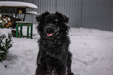 Black yard dog, with shaggy hair, Retriever. Winter, frosty weather and a lot of white snow. Pet.