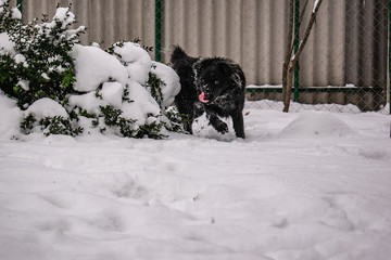 Black yard dog, with shaggy hair, Retriever. Winter, frosty weather and a lot of white snow. Pet.