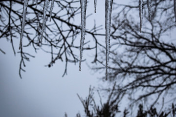 Cold and winter seasonal icicles hanging from roofs in non-flying and unpleasant weather. Cloudy January day. Drops of spring. Long and short icicles.