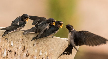 feeding barn swallows