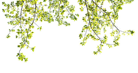 green leave isolate on white background