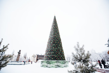 big beautiful city tree on the square