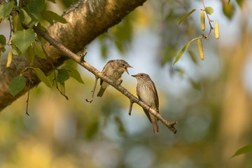 feeding spotted flycatcher