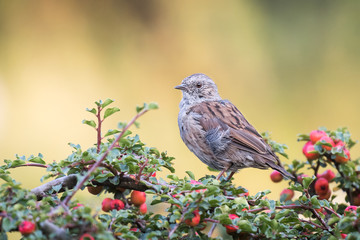 dunnock sitting on a bush