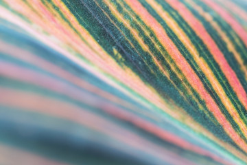 close up of a leaf
