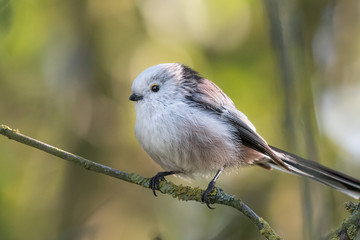 long-tailed tit on a branch with beautiful background