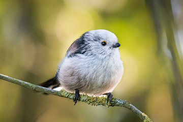 long-tailed tit on a branch with beautiful background