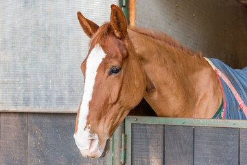 close-up of a horse looking out from his stall window