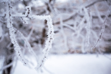 beautiful branches covered with snow