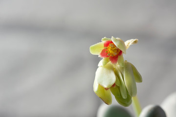 Echeveria Blooming. Beautiful flowering succulent. Macro