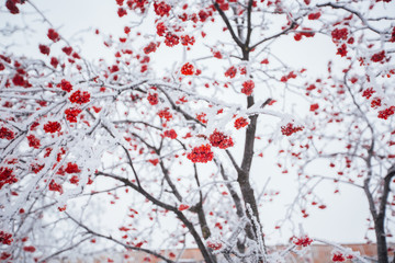 snow on a tree with rowan