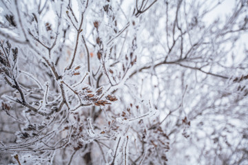 beautiful branches covered with snow