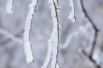 beautiful branches covered with snow