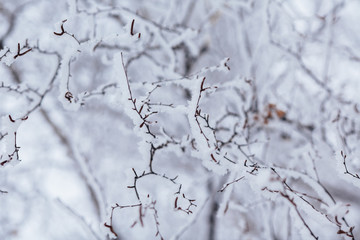 beautiful branches covered with snow