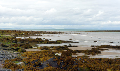 Fototapeta na wymiar Irish Sea.Rocky shore with seaweed at low tide. 