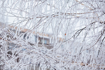 beautiful branches covered with snow