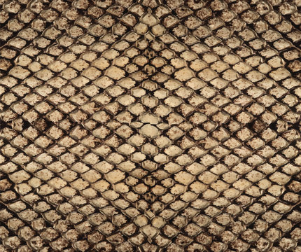 snake pattern concept