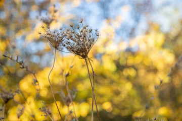 Wiosenny badyl © andsko