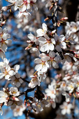 Flor del almendro