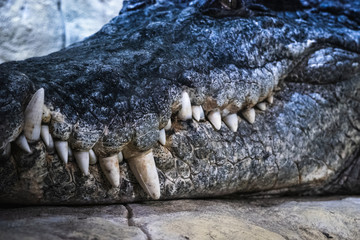 Obraz premium Alligator crocodile big tooth and muzzle, close up. Dangerous reptile