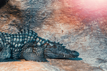 Big crocodile having rest and looking at camera