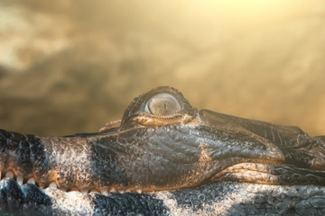 Crocodile eye, close up. Wild dangerous tropical reptile hunting