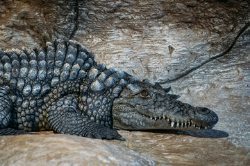 Big crocodile having rest and looking at camera