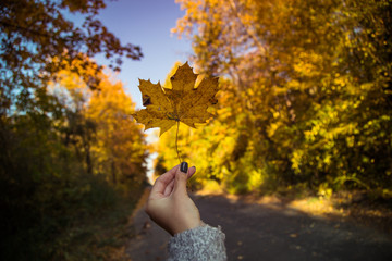 Jesienny liść trymany w ręce