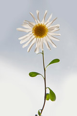 FLOWERS - winter camomile