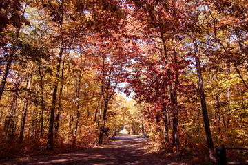 Fototapeta premium Kolorowy las