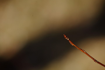 Knospen an einem Ast