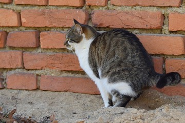 Cat on the toilet near the house wall