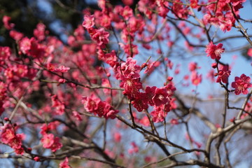 Brilliant Blooming Japanese Plum Blossoms
