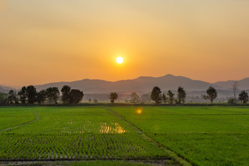 Landscape of Green rice field  with mountain on background in sunset