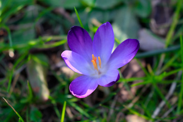 Spring purple crocus flower on green herbs background