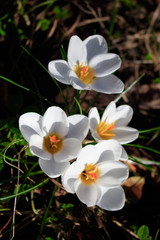 Spring white crocuses flowers on dark background.