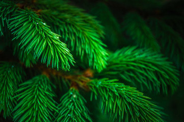 Green spruce branch after spring rain