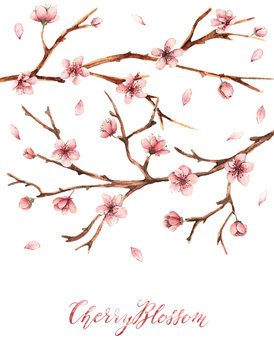 Cherry blossom,Watercolor illustration,spring,card for you,handmade, flowers, petals, buds, twigs