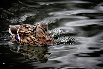 Mallard