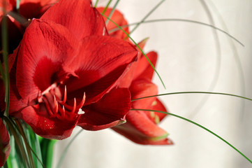 Red coral flower Hippeastrum close-up on a Sunny day