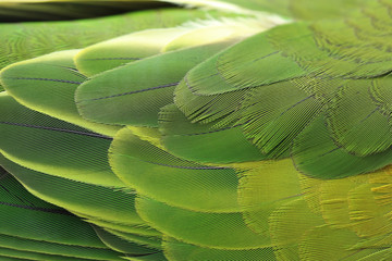Beautiful parrot feathers © Monthira
