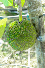 jackfruit