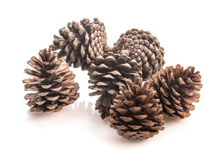 Pine cones